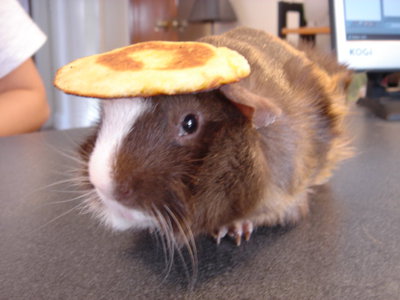 Spencer the Guinea Pig with a Pancake on its Head.jpg and 
